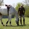 I cavalieri dell'esercito