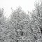 10 marzo, un'insolita nevicata