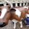 ITER - Centro per l’educazione all’ambiente e all’agricoltura Cascina Falchera: Mungiamo la mucca in piazza San  Carlo