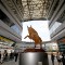 Il toro all'ingresso del campus