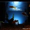 Bioma, Giochi d'acqua