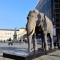 In piazza Castello l’elefante Fritz annuncia la riapertura del museo regionale di Scienze Naturali