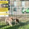 Inaugurata la nuova area cani “Galileo Ferraris” nel cuore della città