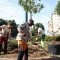 Torino cresce nel verde e nella salute, al via il piano per le alberate storiche