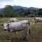 Mucche al parco del Meisino