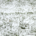 Neve fra i fili d\'erba