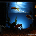 Bioma, Giochi d\'acqua