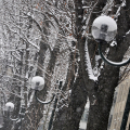 Alberi e lampioni