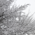 2402_neve_6680