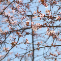 2103_prima_9706