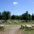 2405_pecore_1490