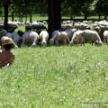 2405_pecore_1498