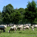 2405_pecore_1509