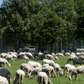 2405_pecore_1512