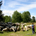 2405_pecore_1535