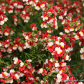 Flor13