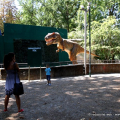Tyrannusaurus Rex