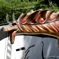 Amargasaurus Cazaui
