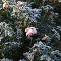 Gelide rose