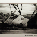 Eve Arnold. Retrospettiva