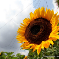 Girasoli in piazza Statuto