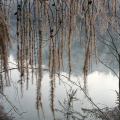 Riflessi sul Po