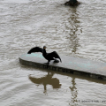 Un cormorano