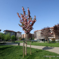 Giardino Carlo Montù