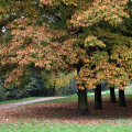 Parco della Pellerina