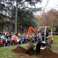Un nuovo albero al parco della Tesoriera
