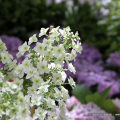 Flor primavera 2016