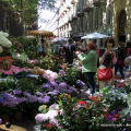 Flor primavera 2016