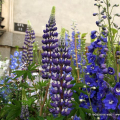 Flor primavera 2016