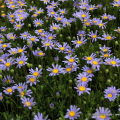 Flor primavera 2016