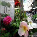 Flor primavera 2016