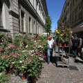 Flor primavera 2016