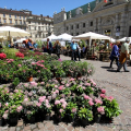 Flor primavera 2016