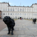 Bufale Mediterranee, Davide Rivalta - Palazzo Reale