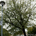 Giardino Ferrarotti