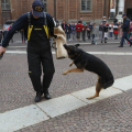 Le dimostrazioni delle unita cinofile