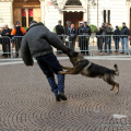 Le dimostrazioni delle unita cinofile