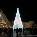 L\'albero in piazza Castello