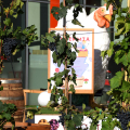 Vigne-TO, il vigneto urbano di Nizza Millefonti