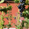 Vigne-TO, il vigneto urbano di Nizza Millefonti