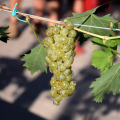 Vigne-TO, il vigneto urbano di Nizza Millefonti