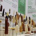 Terra Madre - Salone del Gusto