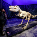 Scheletro di dinosauro - 80.020 pezzi