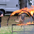 La spettacolare performance dei cani della sezione cinofili della Polizia Municipale