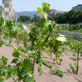 Parco Pietro Mennea, un grande parco pubblico dello sport e della frutta