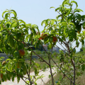 Parco Pietro Mennea, un grande parco pubblico dello sport e della frutta